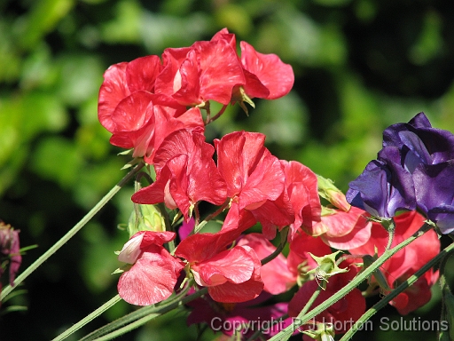 Sweet Peas_4